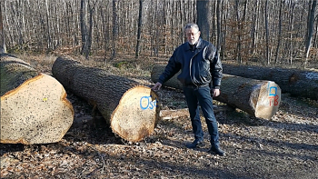 Biebertaler Eichen im Krofdorfer Forst 