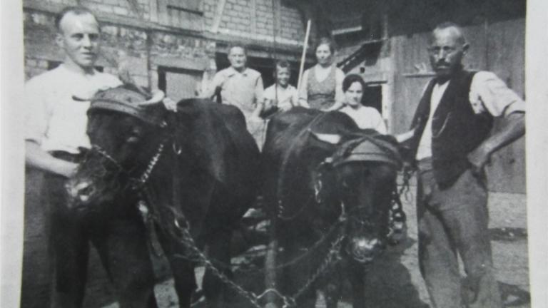 Kuhgespann in Königsberg