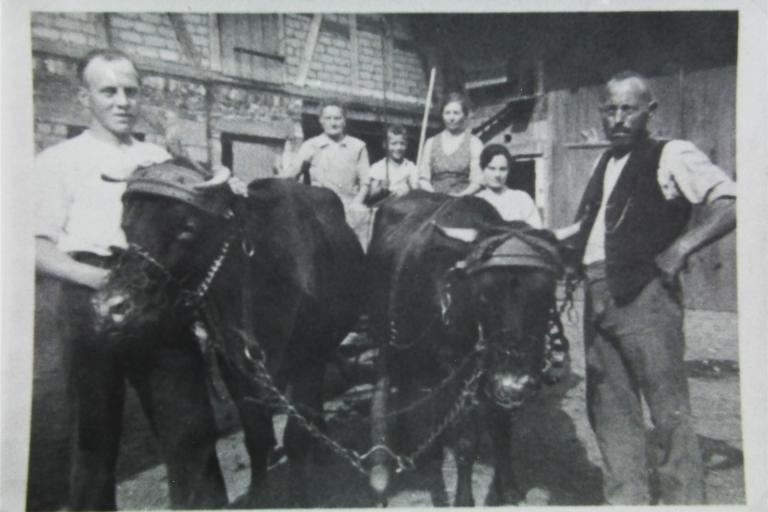 Kuhgespann in Königsberg