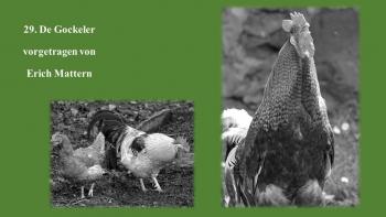 Der Gockel 