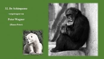 Der Schimpanse