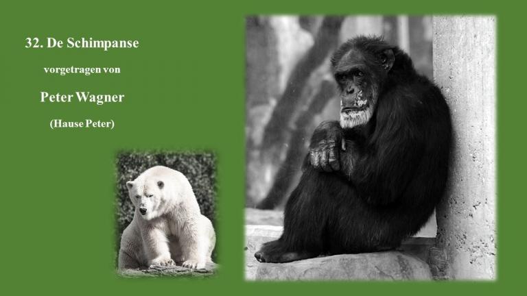 Der Schimpanse