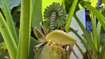 Bananen-Früchte bei Philip Hofmann in Bieber