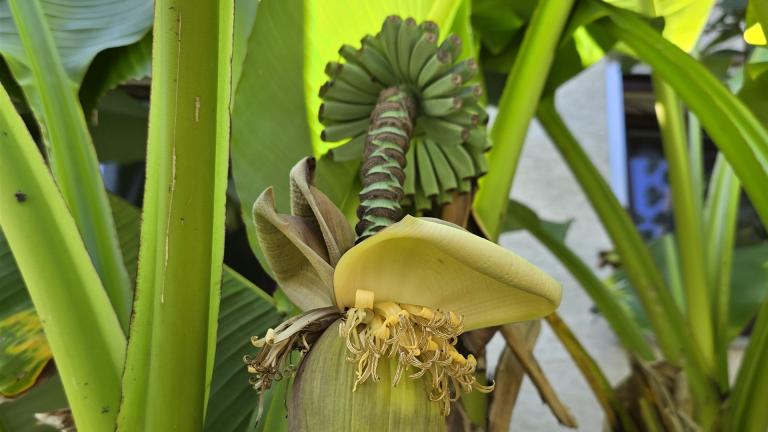 Bananen-Früchte bei Philip Hofmann in Bieber