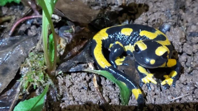 Salamander im Bornweg