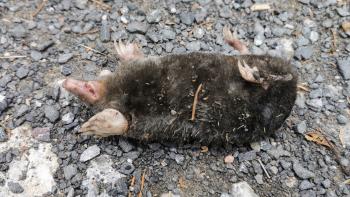 Trockenheit und Auswirkungen auf die Tierwelt 