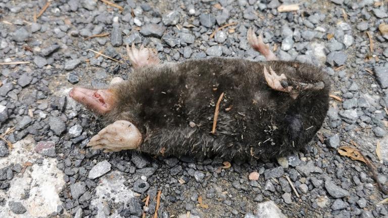 Trockenheit und Auswirkungen auf die Tierwelt 