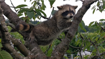 Klein Waschbär bei der Kirschenernte
