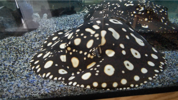 Potamotrygon Süßwasserstechrochen