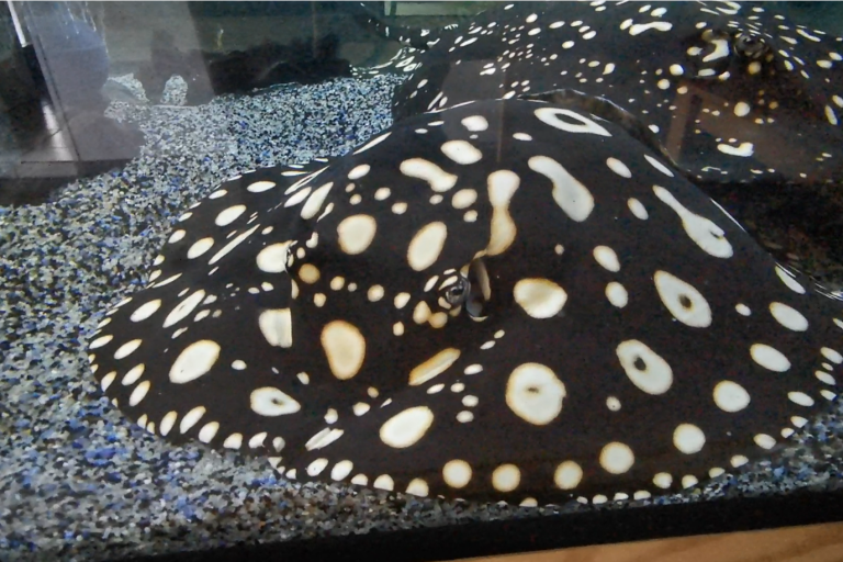 Potamotrygon Süßwasserstechrochen