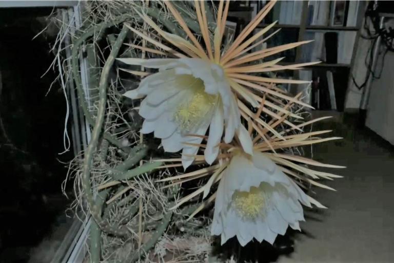 Königin der Nacht in Biebertal