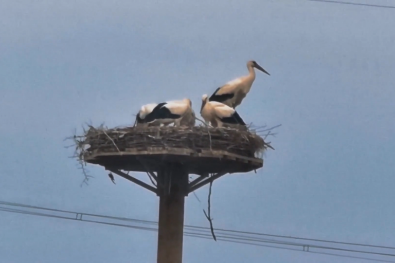 Erste Biebertaler Storchen-Großfamile