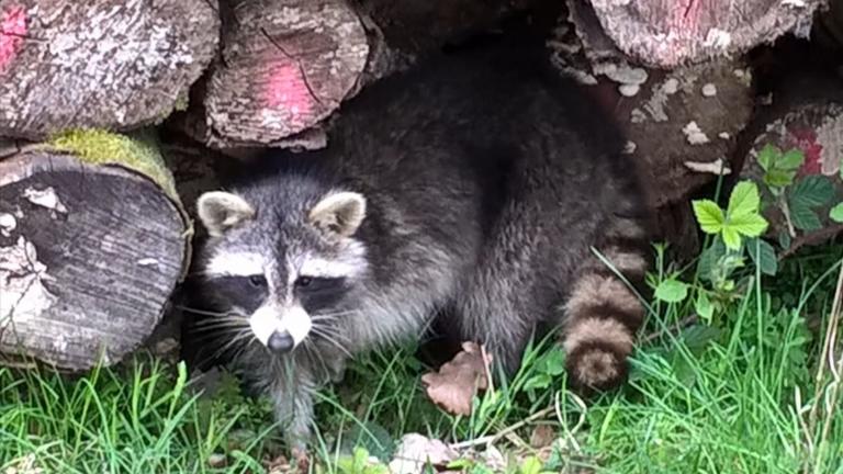 Eine nächtliche Gesellschaft
