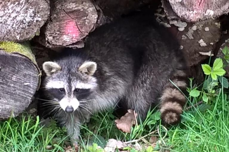 Eine nächtliche Gesellschaft