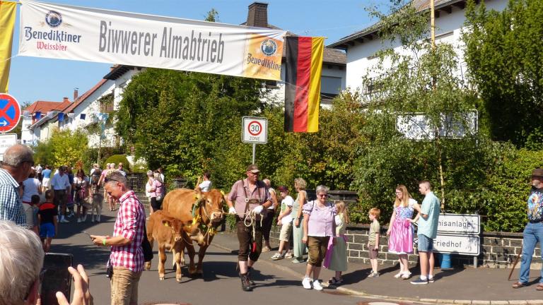 15. Biwwere Almabtrieb