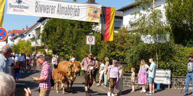 15. Biwwere Almabtrieb