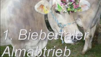 Erster Almabtrieb in Bieber
