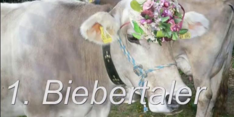 Erster Almabtrieb in Bieber