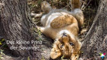 Siegerfoto Fotoausstellung