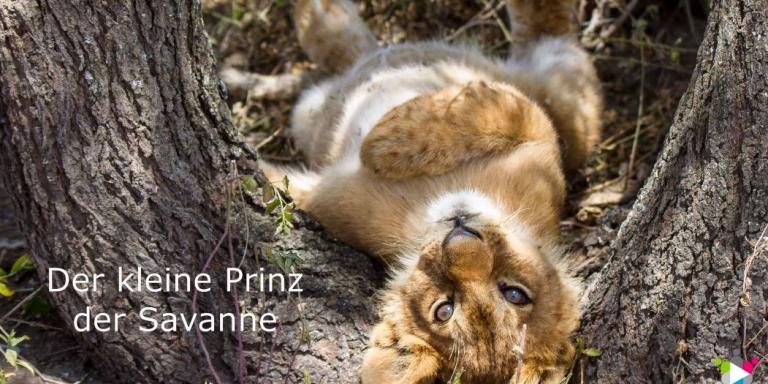 Siegerfoto Fotoausstellung