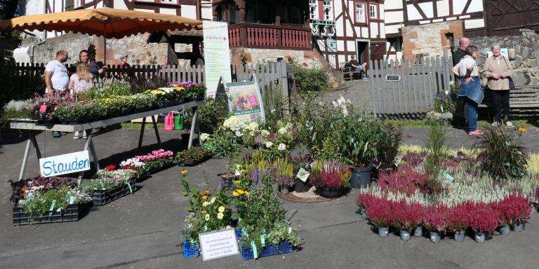 Herbststauden vor dem Bauerhausmuseum